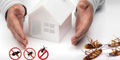 رش الحشرات بمبيدات امنة على الصحة