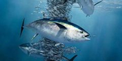 سمك التونة: رحلة عبر أعماق التاريخ والموائد العالمية
